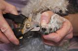 GRIFFES - CANICHE 022